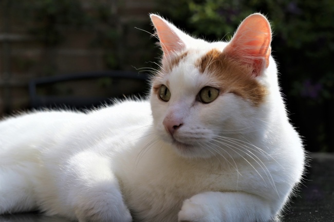 新车提回家三大忌讳，新车提车有什么讲究风水学