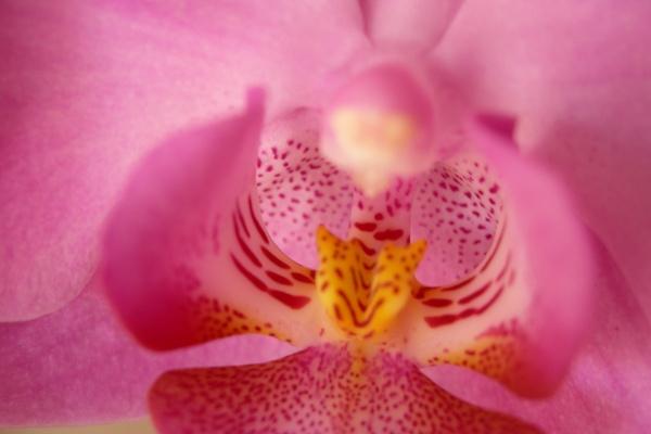 2023年6月3日结婚吉利吗 适合结婚嫁娶吗