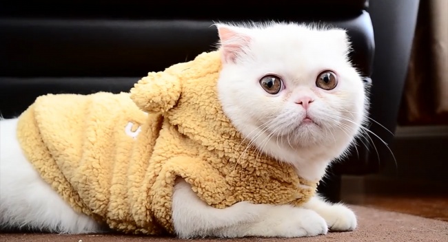 2023年6月8日适合结婚吗 今日嫁娶日子好不好