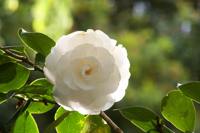 判答 12星座周运详解5.22—5.28