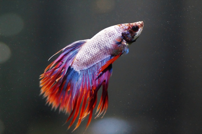 2023年6月14日可以结婚吗 今日嫁娶日子好不好