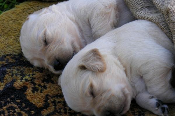 这3星座非常能包容爱人缺点!缺点也能看做是优点