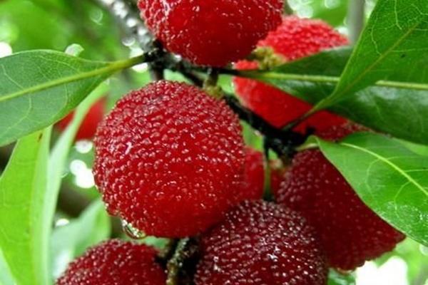 小乖麻 本周运势提醒(2023/5/22—5/28)