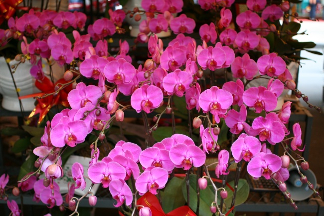 星座与职业:12星座中哪些人最适合做老板?