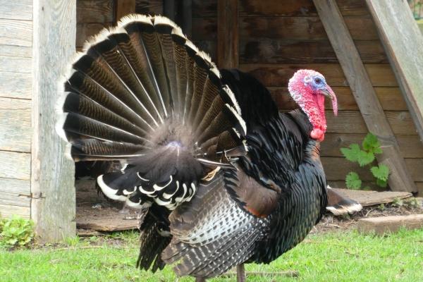 2023年下半年五行属啥 2023年下半年宝宝什么命