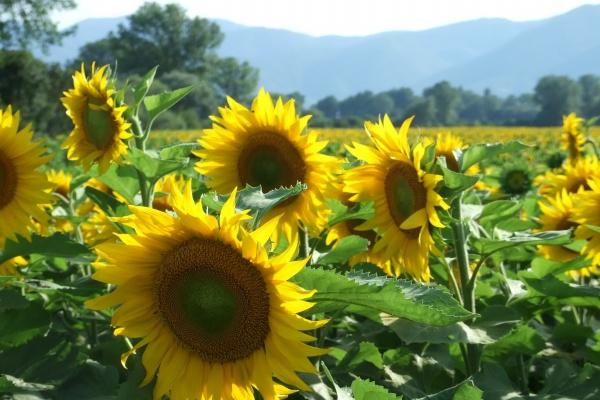 狂月天时 0531每日星座运势