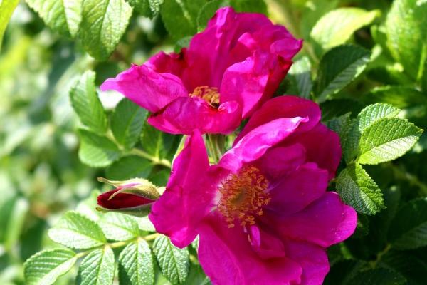 娶双鱼女最多的星座男 征服了摩羯男?