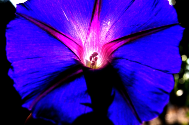 闹闹女巫 12星座周运重要星象0529-0604