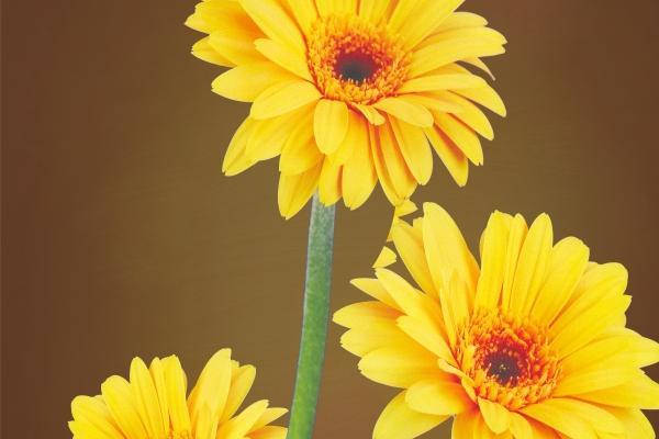 2023年8月乔迁新居黄道吉日查询 哪天乔迁入宅吉利