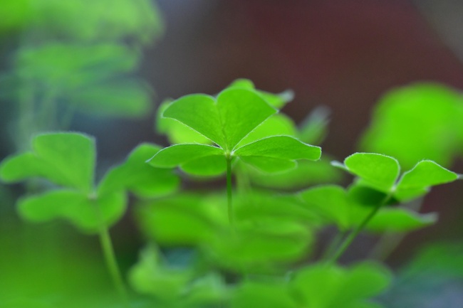 苏珊米勒 今日星座运势查询6.1