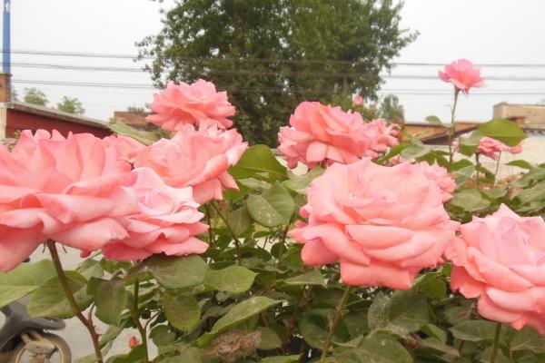 唐立淇 每日12星座运势6.1