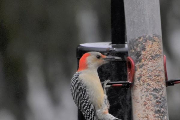 最想占有摩羯女的星座男 就偏爱她?