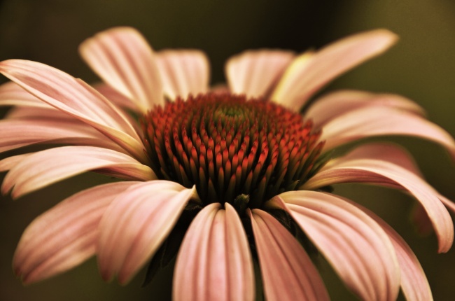 狮子女吃定白羊男 狮子女反被拿捏?