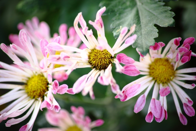 最值得双子座付出真爱的星座 这3大星座吸引力这么大?