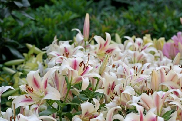 十二星座2023年8月份学业运势排名分析 好成绩离不开努力