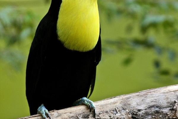 为什么天蝎专治巨蟹 命中的克星?