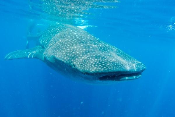 十二星座2023年8月份贵人运势排名解析 有人欢喜有人愁