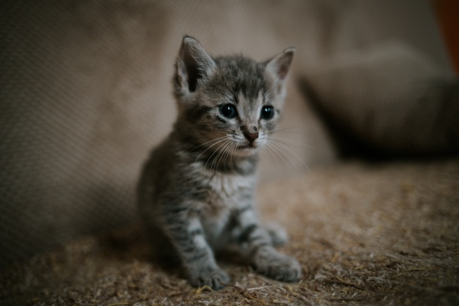 闹闹女巫 0613十二星座今日运势