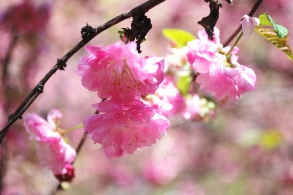 2024年无春年三不准，不准做什么