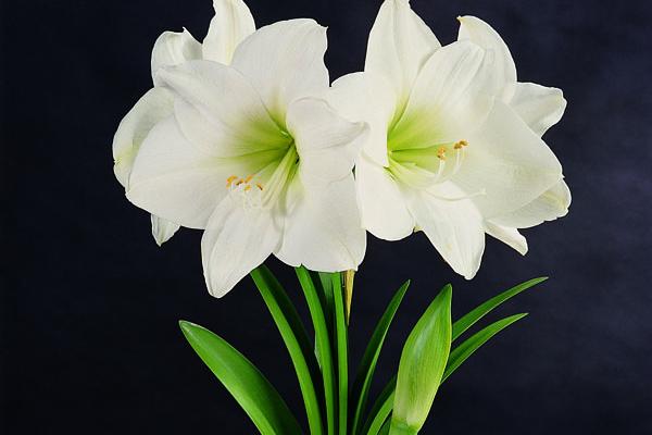 为什么双鱼座孽缘是巨蟹座 因为太互补啦!