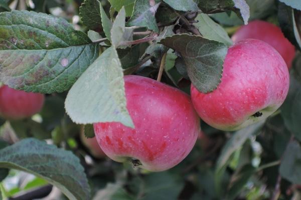 唯一能克双子的星座 竟然是这个完美主义!