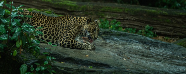 闹闹女巫 0615十二星座今日运势