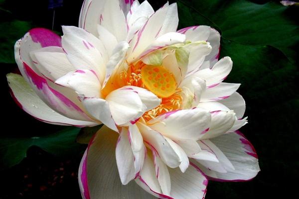 2023被感情骗的星座女 有你意想不到的星座!