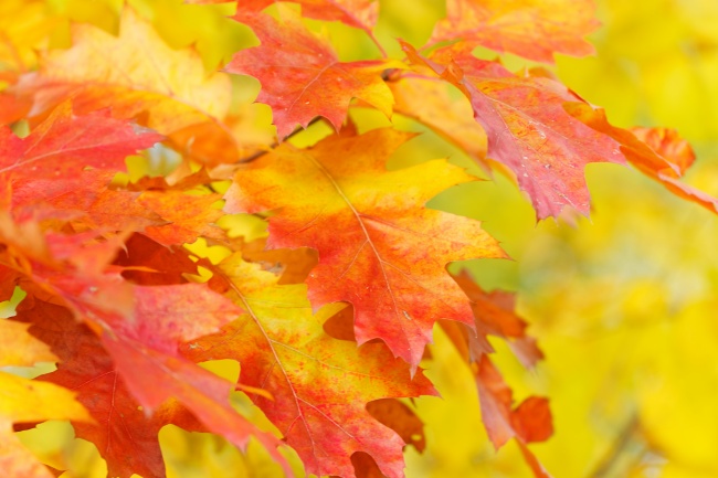 最准确的上升星座查询器 分享计算公式