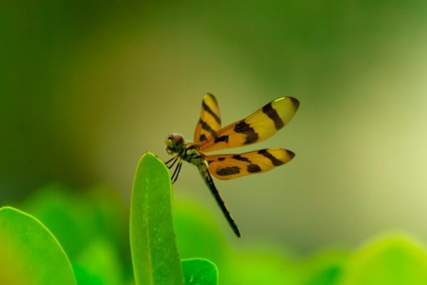 2023年7月14日开业黄道吉日查询 这天开业好不好