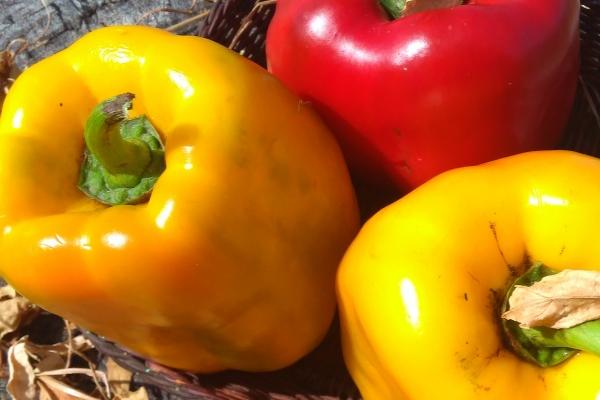 狂月天时 0621每日星座运势