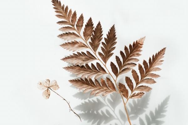 "虚伪与欲望的交织!揭秘四大生肖中表面正经私底下狂野放荡的欲望主宰者!"