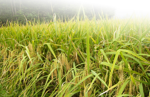 2023年重阳节财运暴涨的星座 喜事接二连三