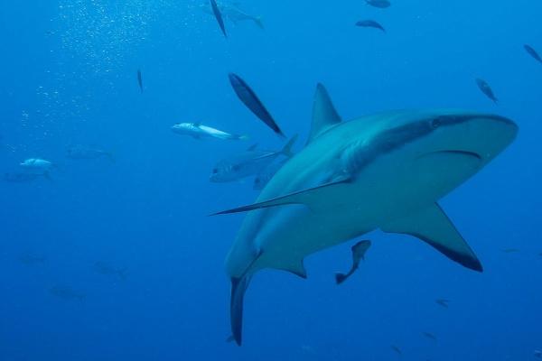 2023年7月11日结婚日子吉利吗 嫁娶吉利吗