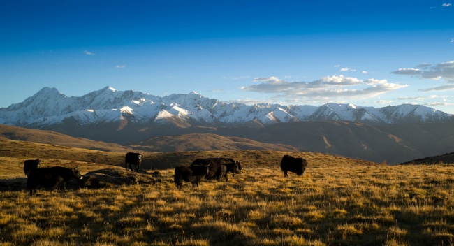 苏珊大妈天秤座2023年7月运势详解