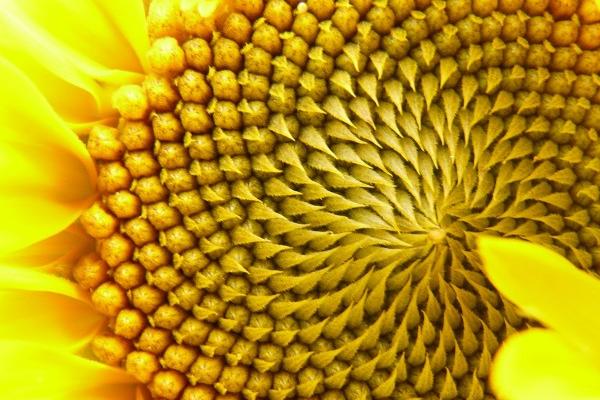 2023年7月24日结婚好吗 适合嫁娶黄道吉查询