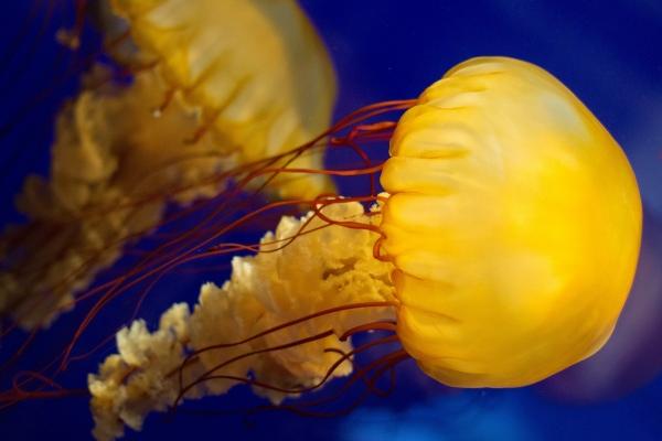 如何查询自己月亮星座 计算方法介绍