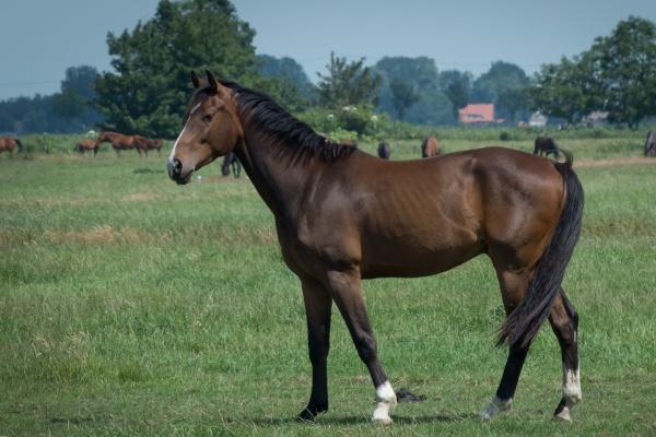 月亮星座如何查询 常见的月亮星座
