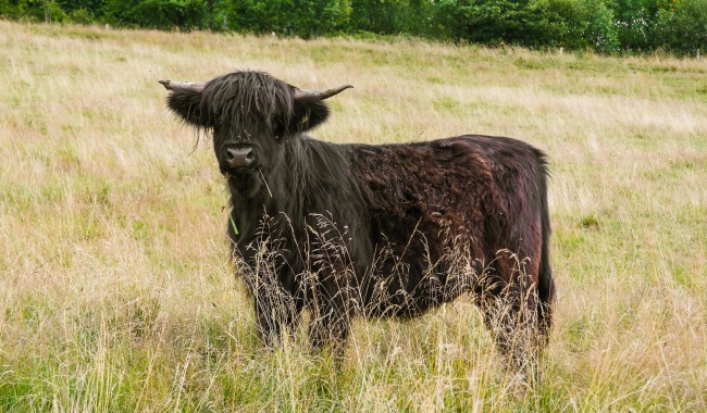 狮子座男为什么都爱强势的女人 有什么魅力