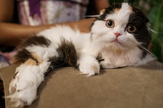 "智谋绝伦!解析四大生肖的狡猾智慧，难以被人算计!"