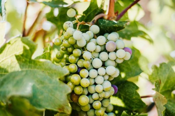 2023年7月17日出行吉时 是出门的好日子吗