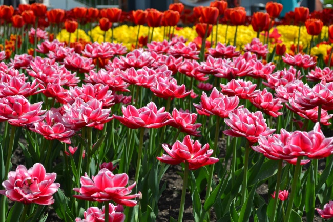 十二星座本命花 星座知识之12星座本命花解析