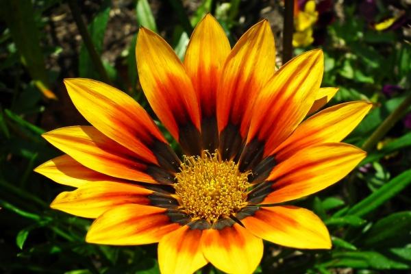 12星座最佳配对表 十二星座最佳cp组合