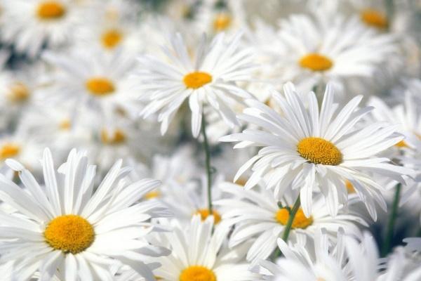 苏珊米勒 今日星座运势查询6.30