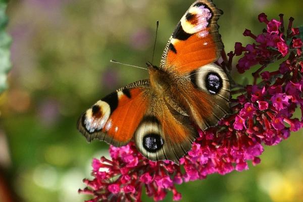 闹闹女巫 12星座周运重要星象0703-0709