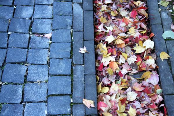 梦到了抚摸小鸟预示着什么