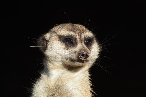 为什么天蝎座怕巨蟹座 巨蟹有两面?