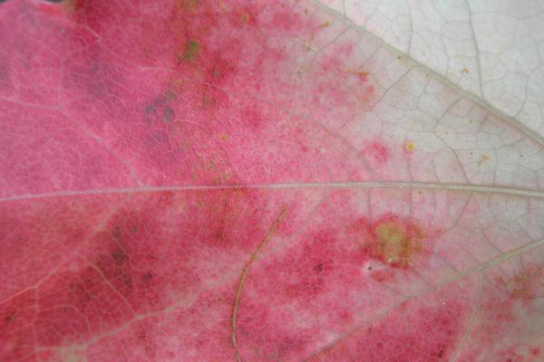 2023年7月30日出门好不好 可以出门吗