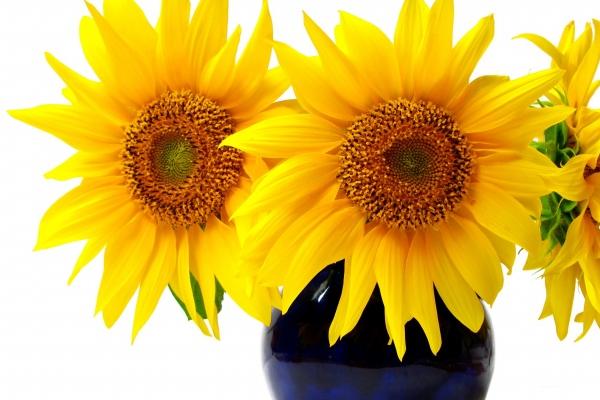 2023年7月28日出行吉时 是出去玩吉日吗