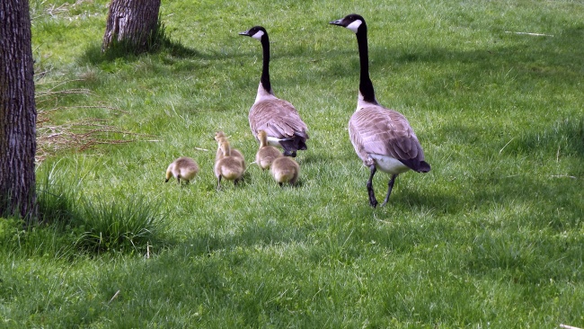 12星座最聪明的星座排名 第一名果然是你!