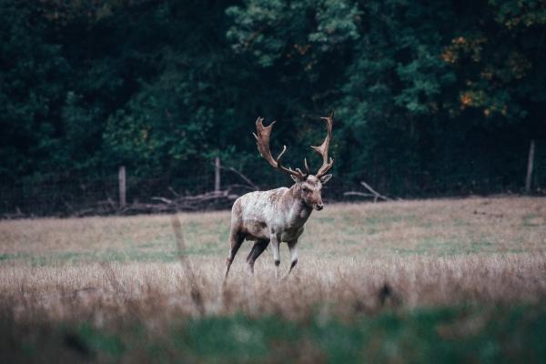 风象星座里谁是老大 哪个最强